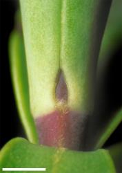 Veronica dilatata. Leaf bud with small, acute sinus. Scale = 1 mm.
 Image: W.M. Malcolm © Te Papa CC-BY-NC 3.0 NZ